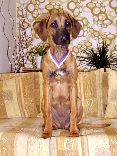 BAILEY 1.místo svitavský coursing