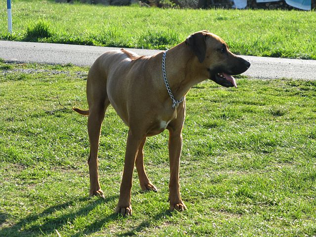 Aischa