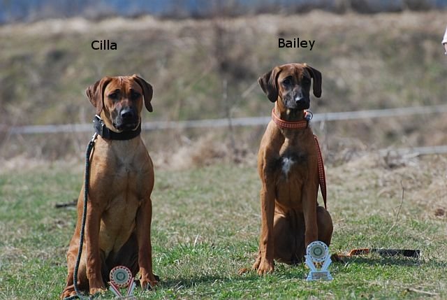Cilla a Bailey
