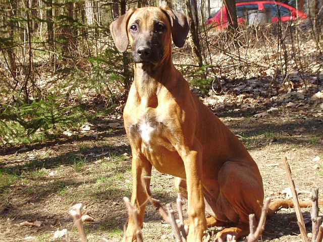 Bailey